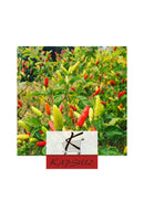 Sakay Pilo kely (1kapoaka)