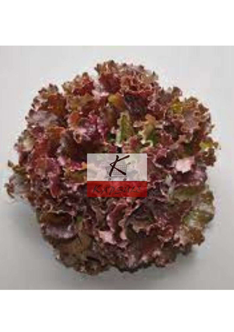 Salade batavia rouge (3 pièces)